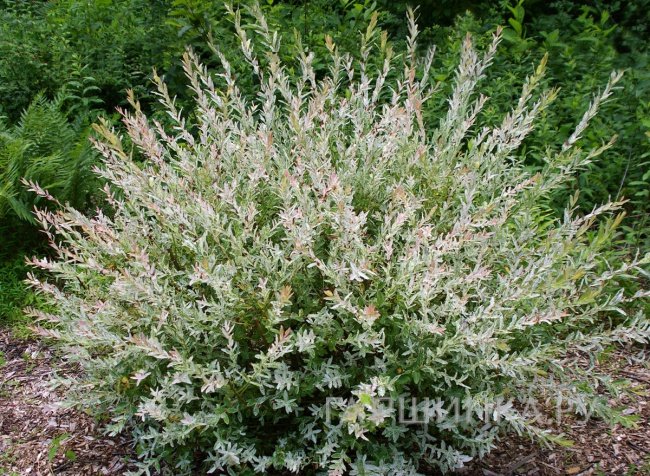 Ива Хакуро Нишики (розовые листья)