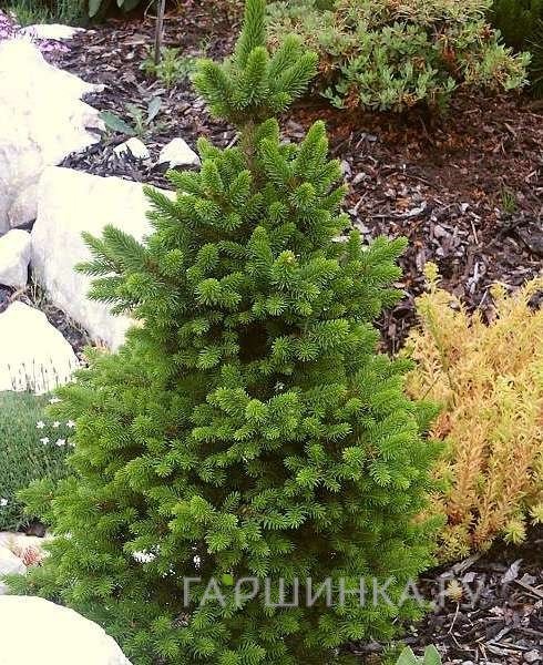 Ель Виллс Цверг