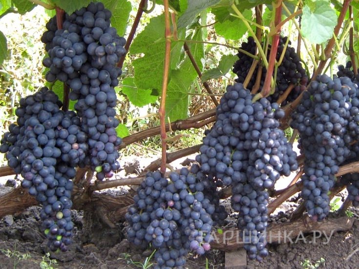 Виноград Память Домбковской плодовый