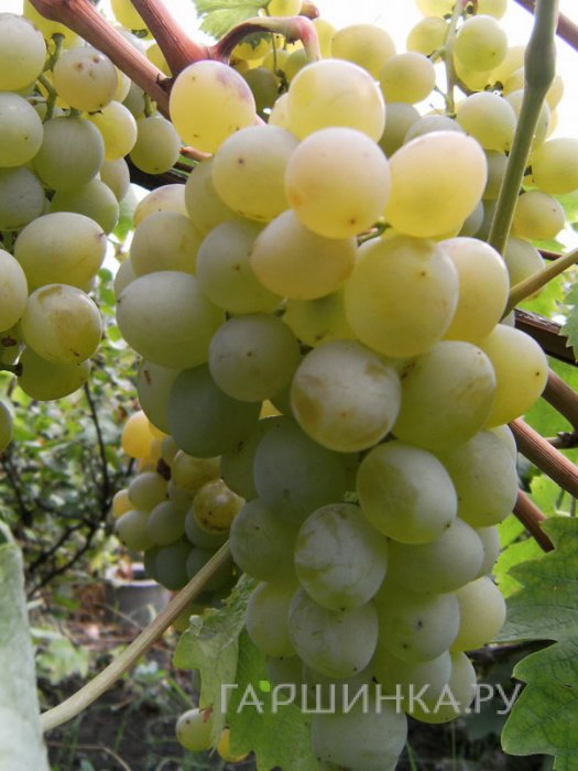 Виноград Восторг ранний сладкий