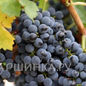 Виноград плодовый Мускат черный