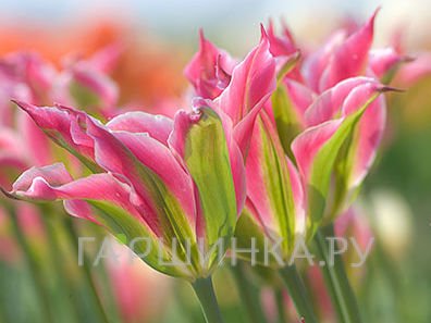 Тюльпан Виришик зеленоцветный 5шт.