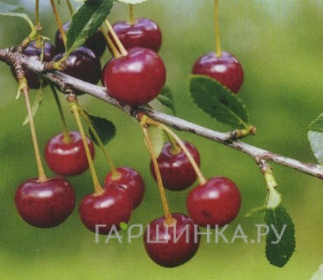 Вишня Горьковская