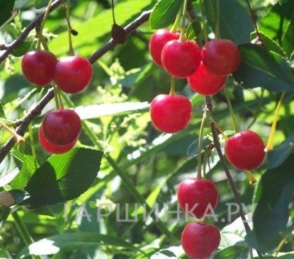 Вишня Нижнекамская