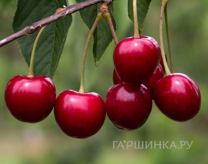 Вишня Рубиновая