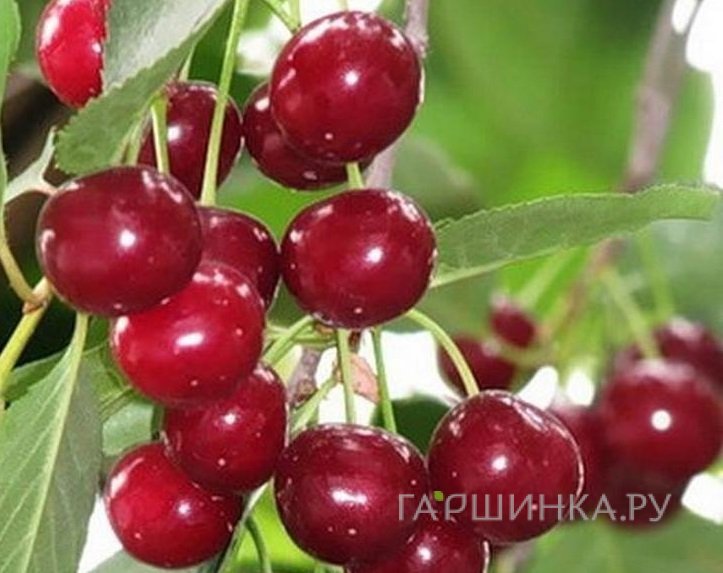 Вишня Уральская рубиновая