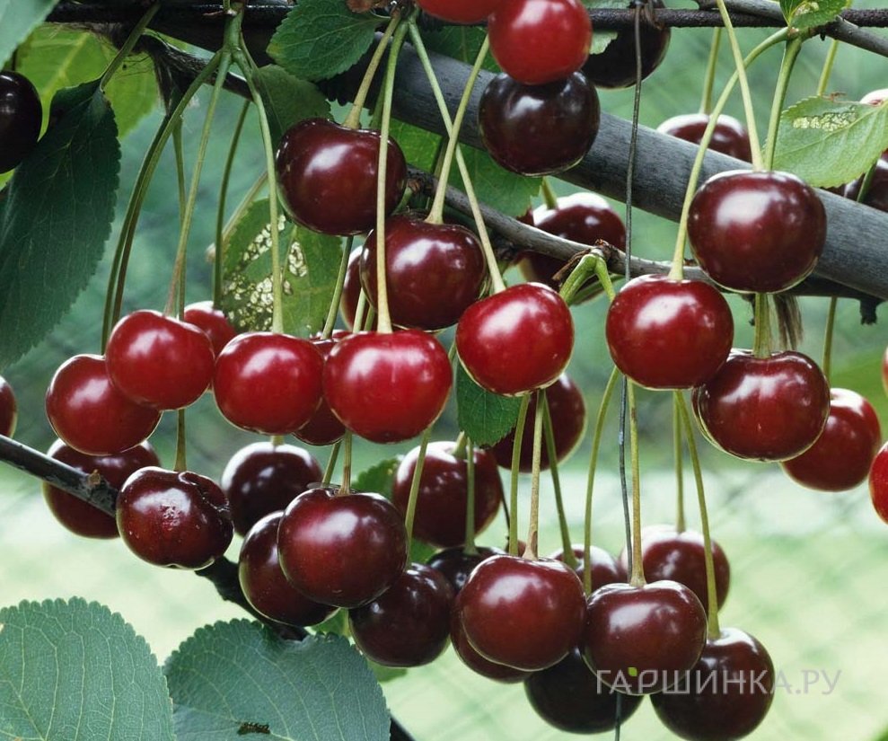 Вишня Волочаевская