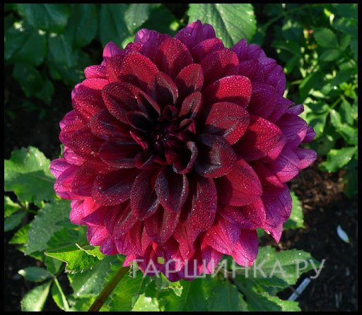 Георгина Ву Ду декоративная