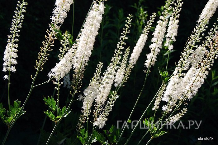 Воронец высокий