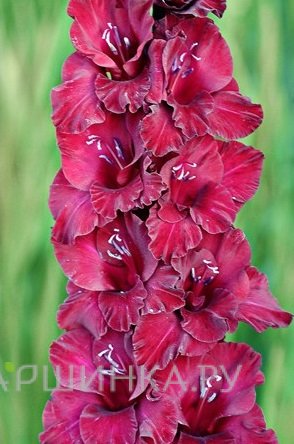 Гладиолус Возрождение