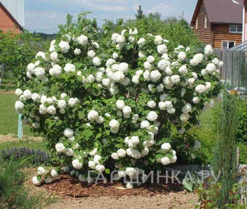 Калина Бульденеж (Розеум)