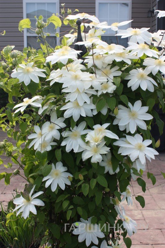 Клематис Вадас Примроуз крупноцветковый (2)