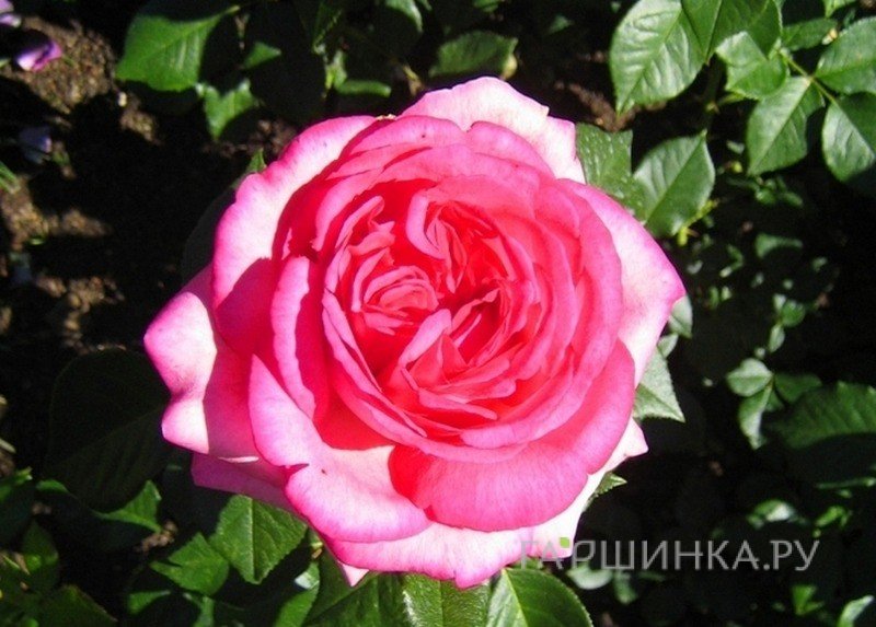 Роза Вальцертраум чайно-гибридная, Тантау (лиц)