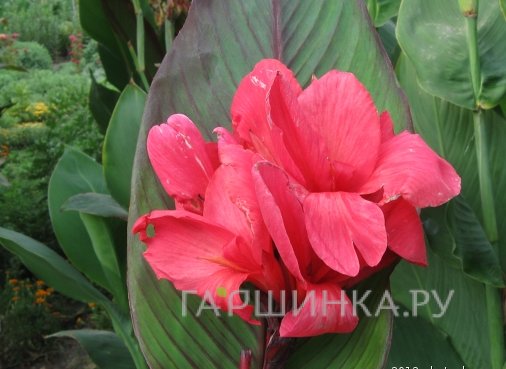 Канна Ватермелон