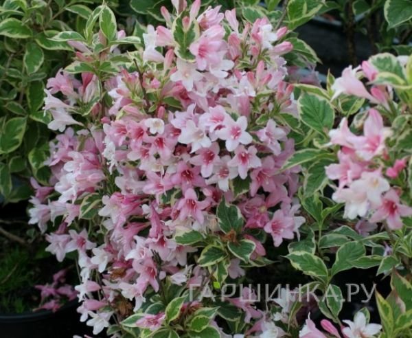 Вейгела Нана Вариегата