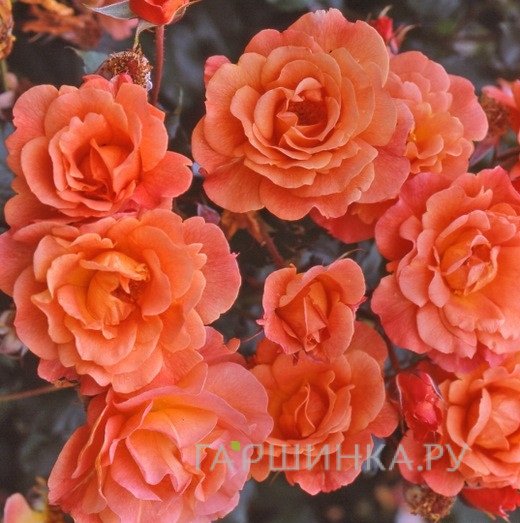 Роза Вестерланд  кустарниковая, Тантау (лиц)