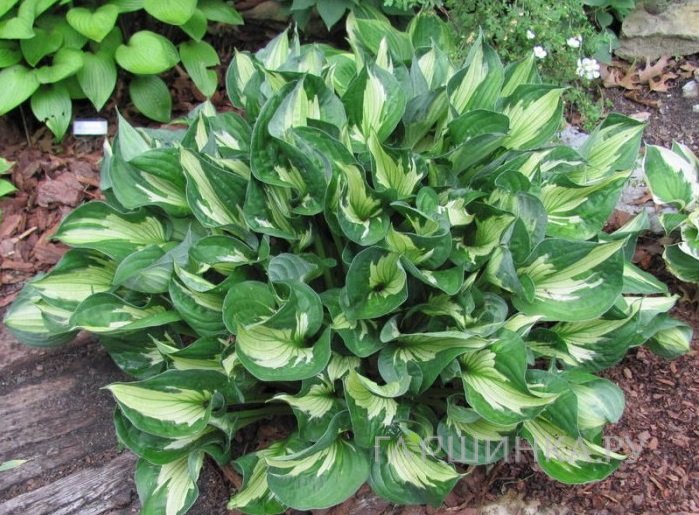 Хоста Вирлвинд (SM)