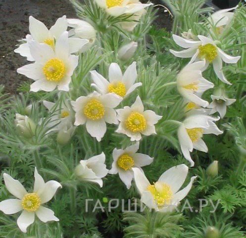 Прострел Вайт