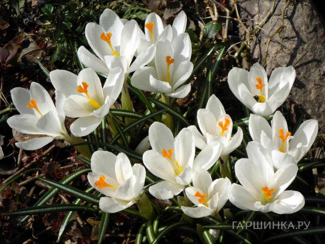 Крокус Уайт 10 шт