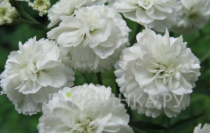 Гвоздика Вайт