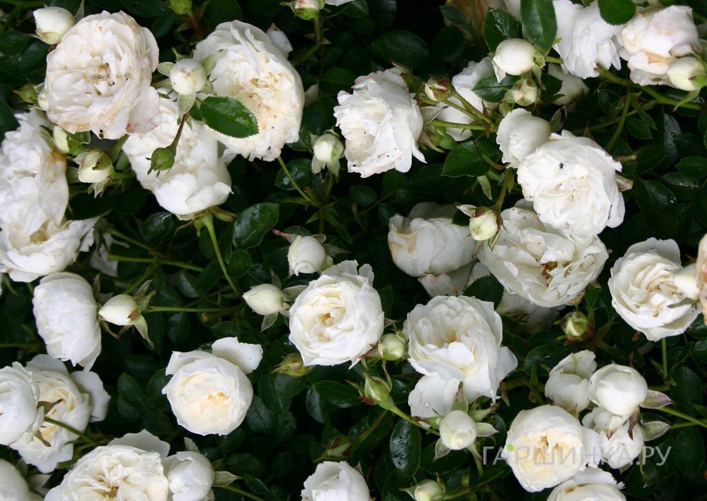 Роза Вайт Бэбифлор миниатюрная, Тантау (лиц)