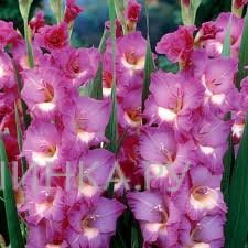 Гладиолус Виндсонг 5шт