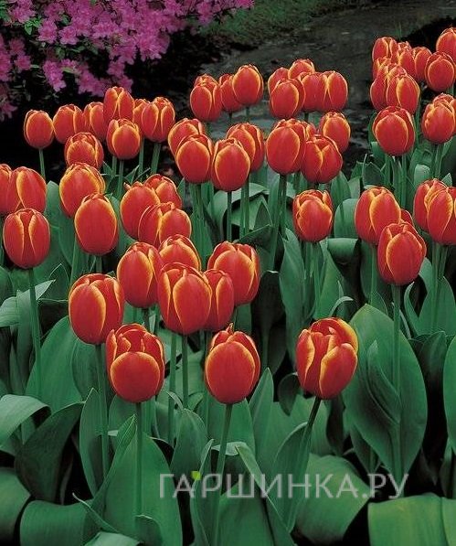 Тюльпан Ворлдс Фэйворит Дарвина 5шт.