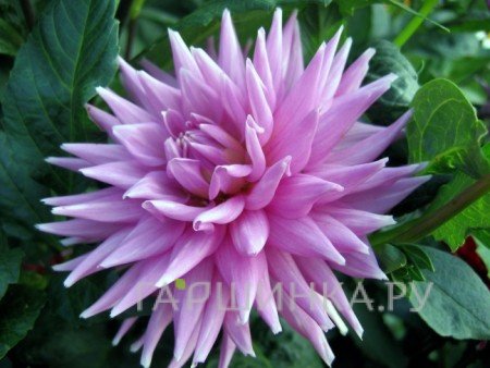 Георгина Вортон Блю Стрик кактусовидная