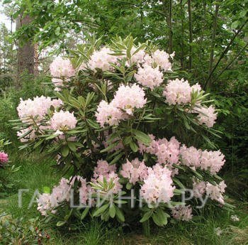 Рододендрон гибридный Ст. Мишель