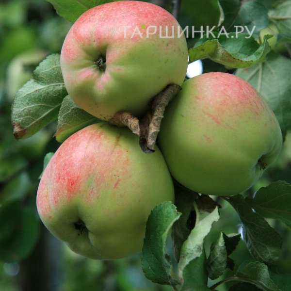 Яблоня Антоновка десертная