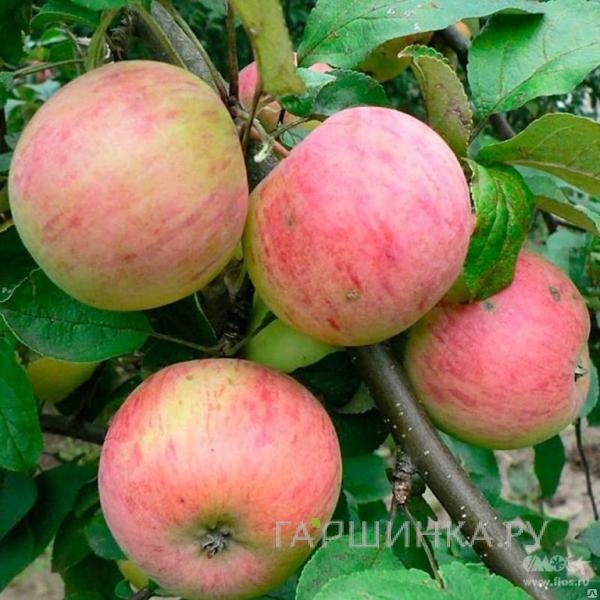 Яблоня Балтика