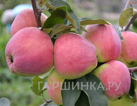 Яблоня Кандиль Орловский