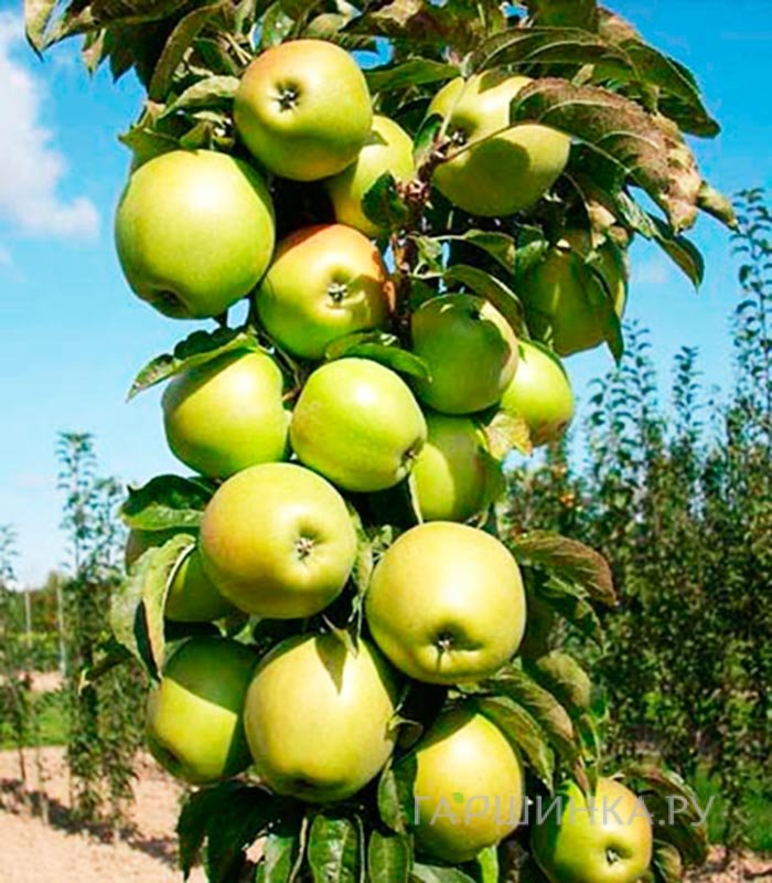 Яблоня Малюха колоновидная (лицензионная)