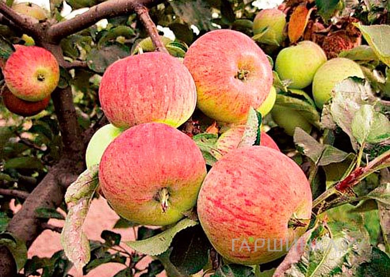 Яблоня Орловский пионер