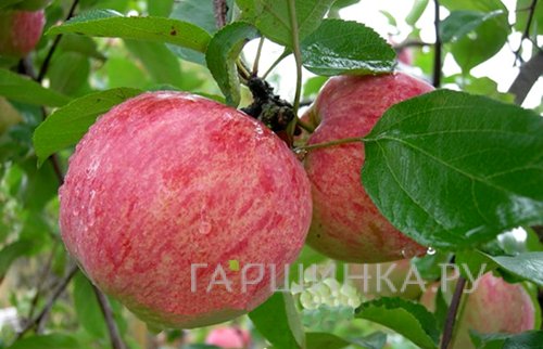 Яблоня Осеннее полосатое