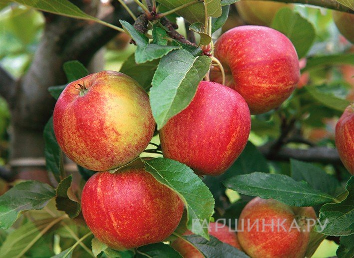 Яблоня Приземленное