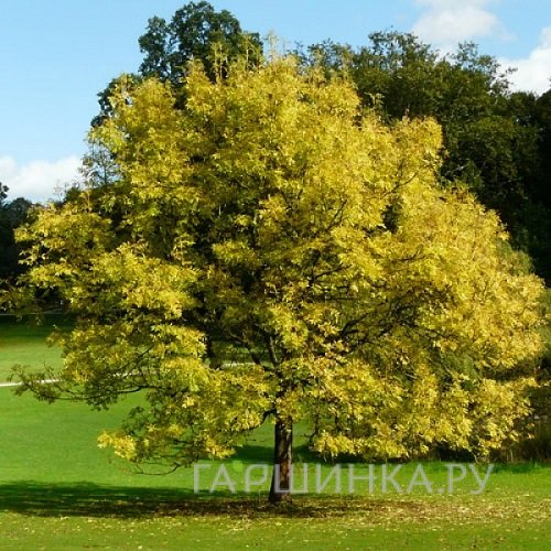 Ясень носолистный