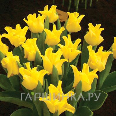 Тюльпан Елоу Краун Триумф 5шт.