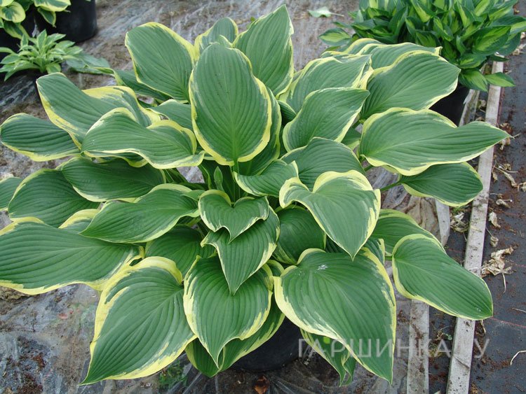 Хоста Еллоу ривер (ML)