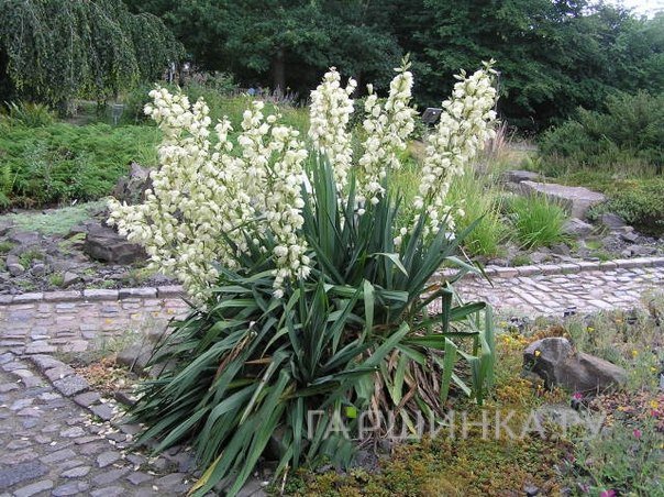 Юкка нитчатая