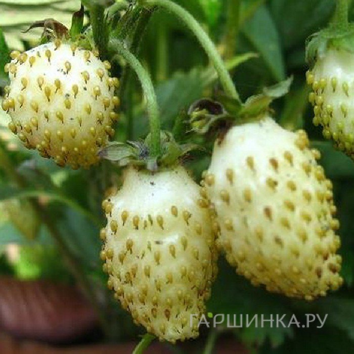 Земляника ремонтантная Белая душистая