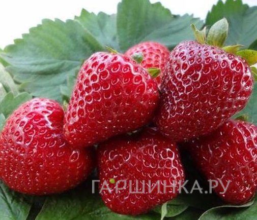 Клубника Диамант ремонтантная