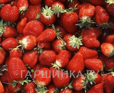 Земляника Али-Баба ремонтантная