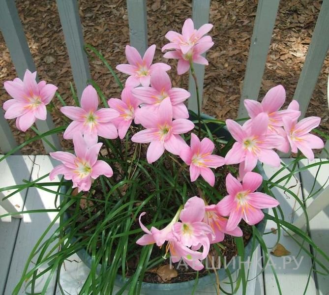 Зефирантес Робустус 10шт.