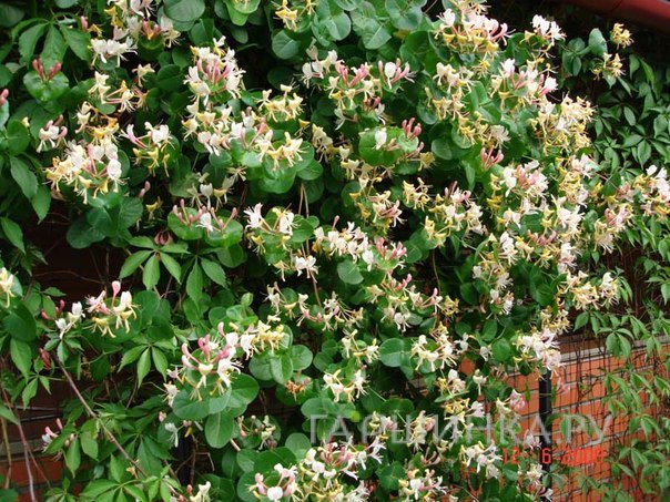 Жимолость каприфоль