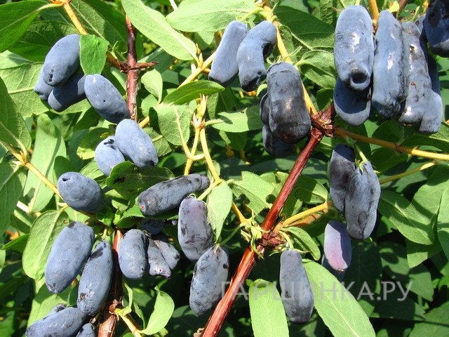 Жимолость Успех