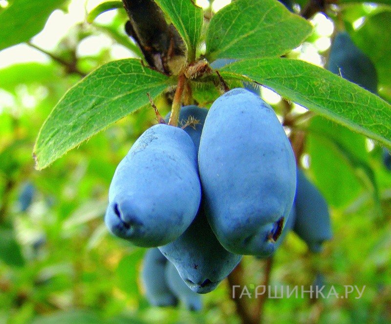 Жимолость Волшебница