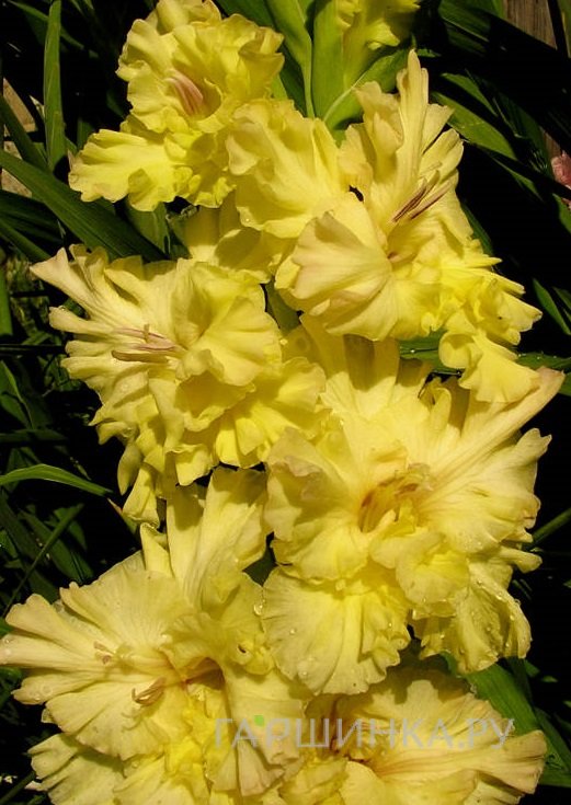 Гладиолус Золотая десятка