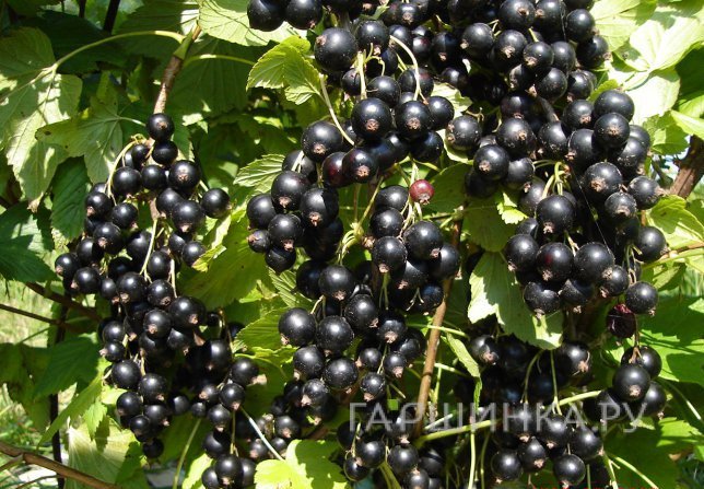 Смородина Зуша черная
