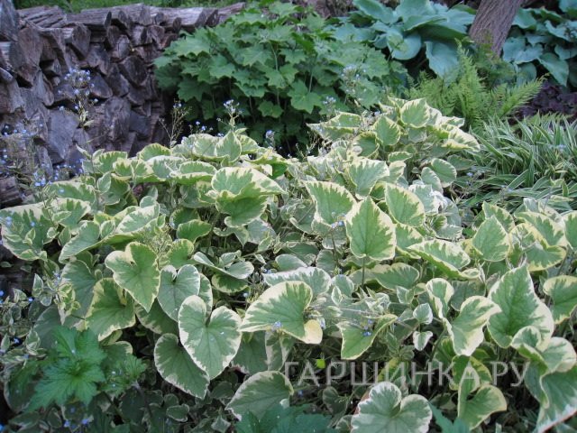 Бруннера Хадспен Крим